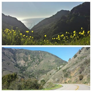 Big_Sur_Flowers.jpg