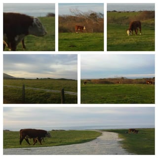 Big_Sur_cows.jpg