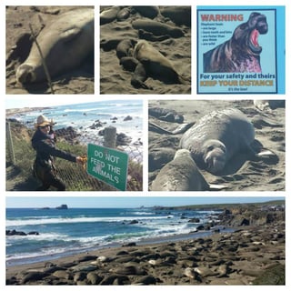 Elephant_Seals_Funny.jpg