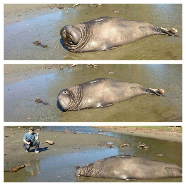 elephant_seals.jpg